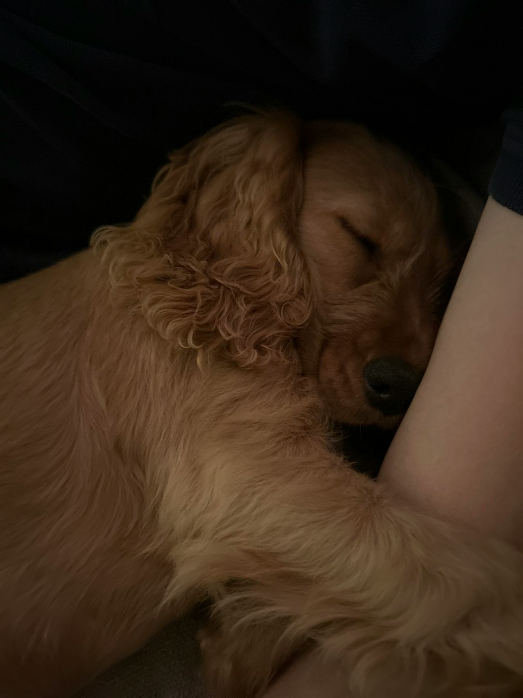 My Dog Stole My Spot—And My Heart