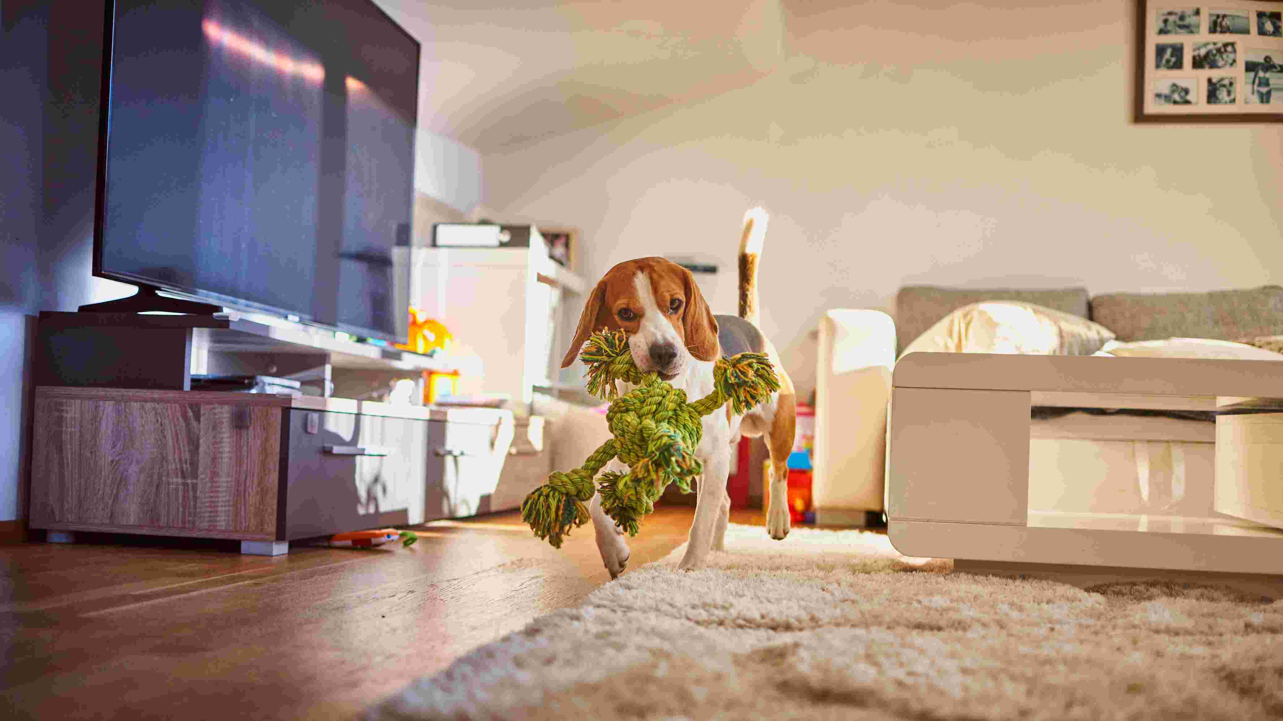 Ever Wish Your Dog Had a Mute Button?