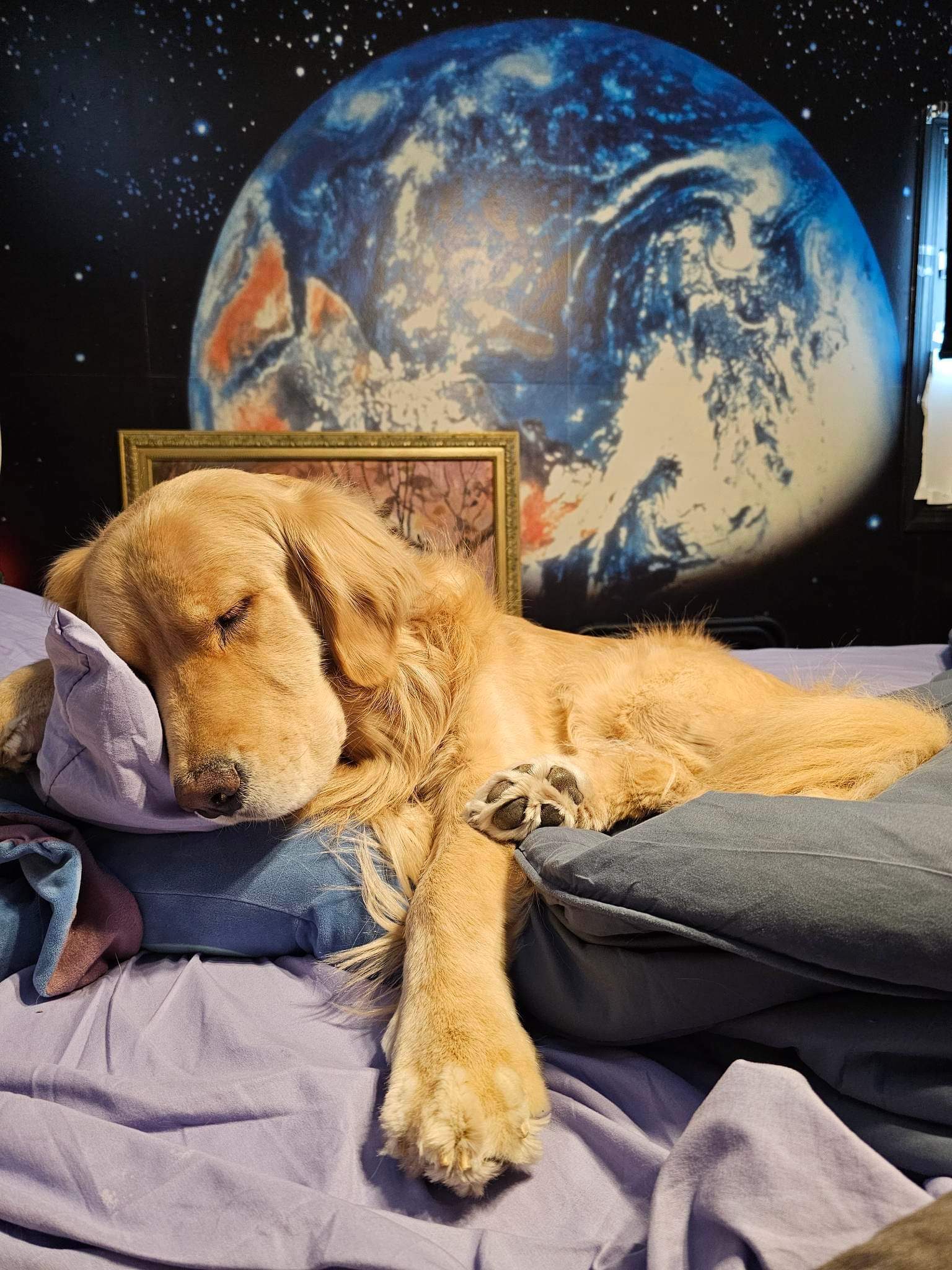 When did my dog become the bed's landlord?