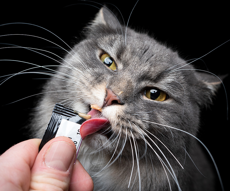 Are Cat Treats Messing With My Pet’s Health?
