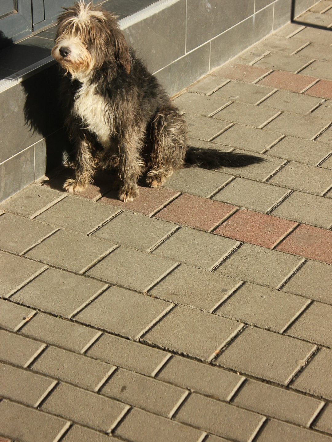 My Dog Knew I Was Broken Before I Did