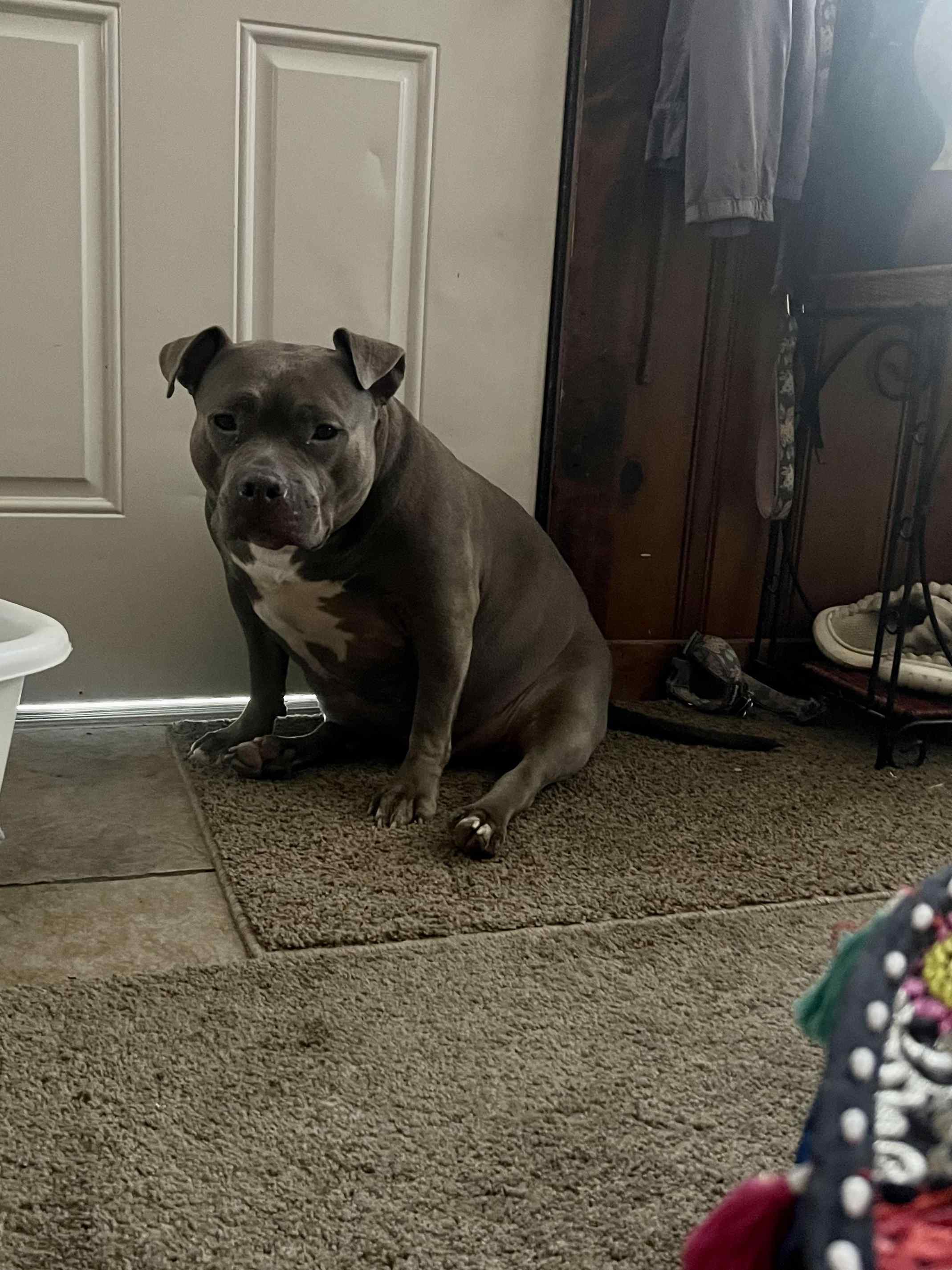 Why Does My Dog Guard Every Door?