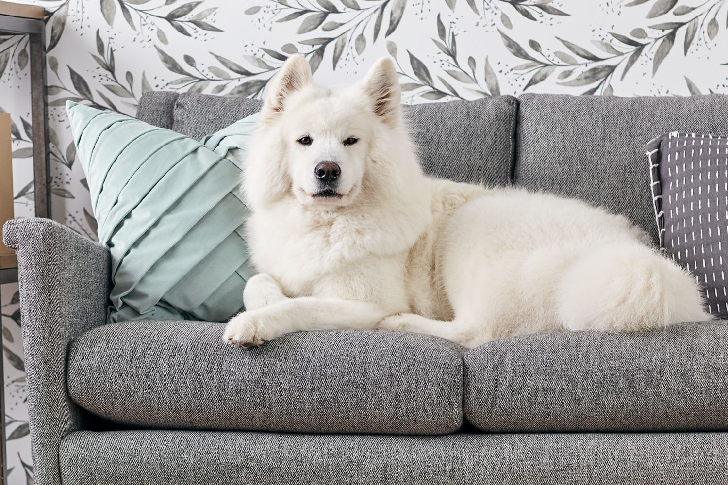 Why My Dog Thinks He Owns the Couch