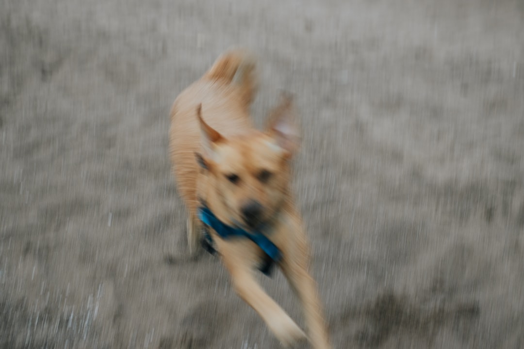 Pet photo fails that steal my heart