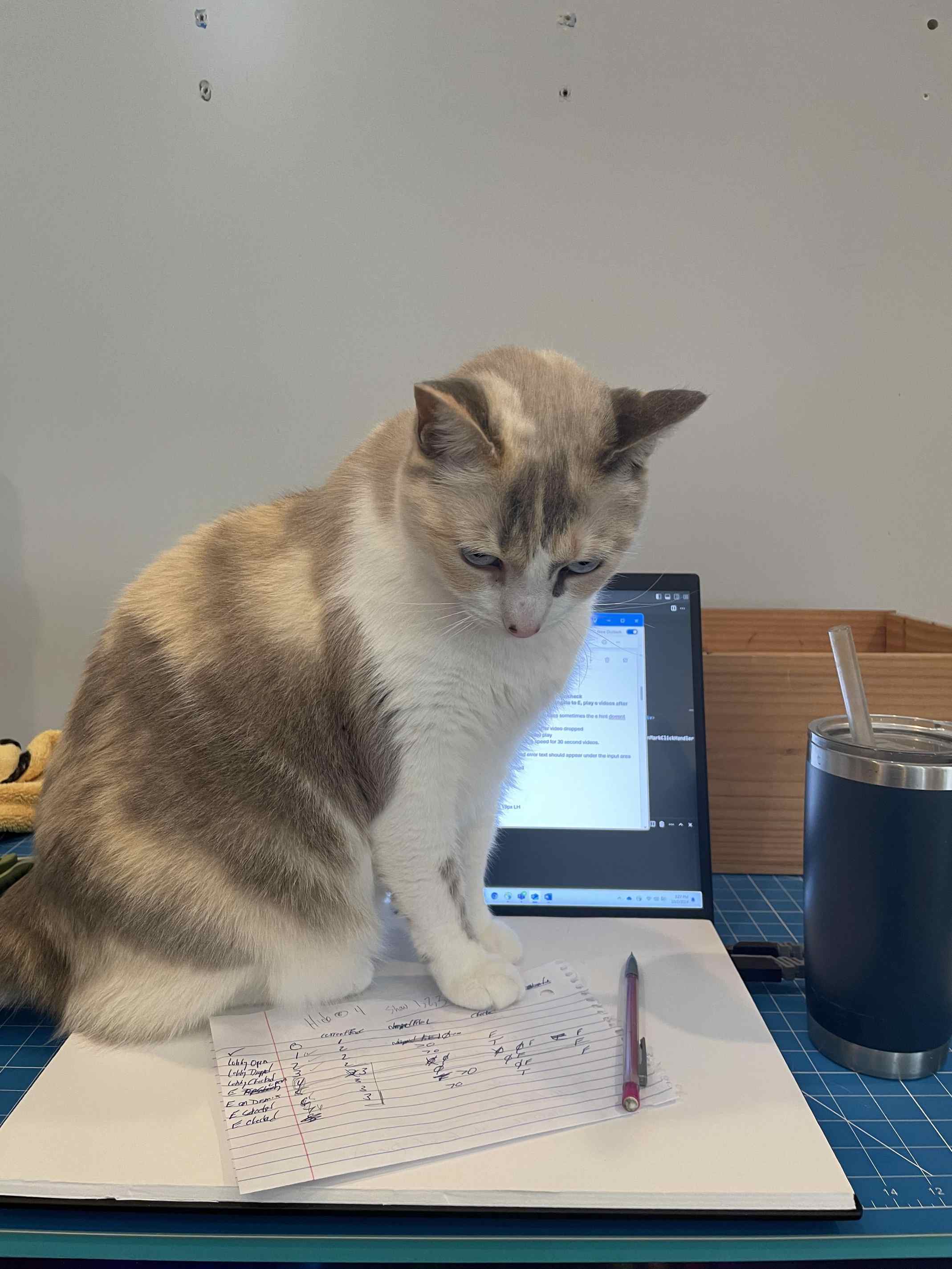My cat judges my life choices but still purrs