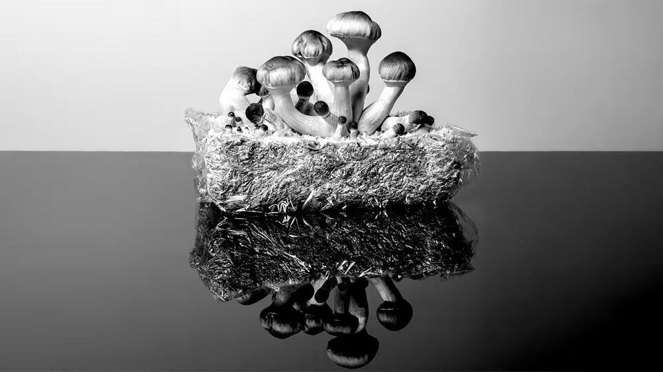 Magic Mushrooms & The Fountain of Youth?