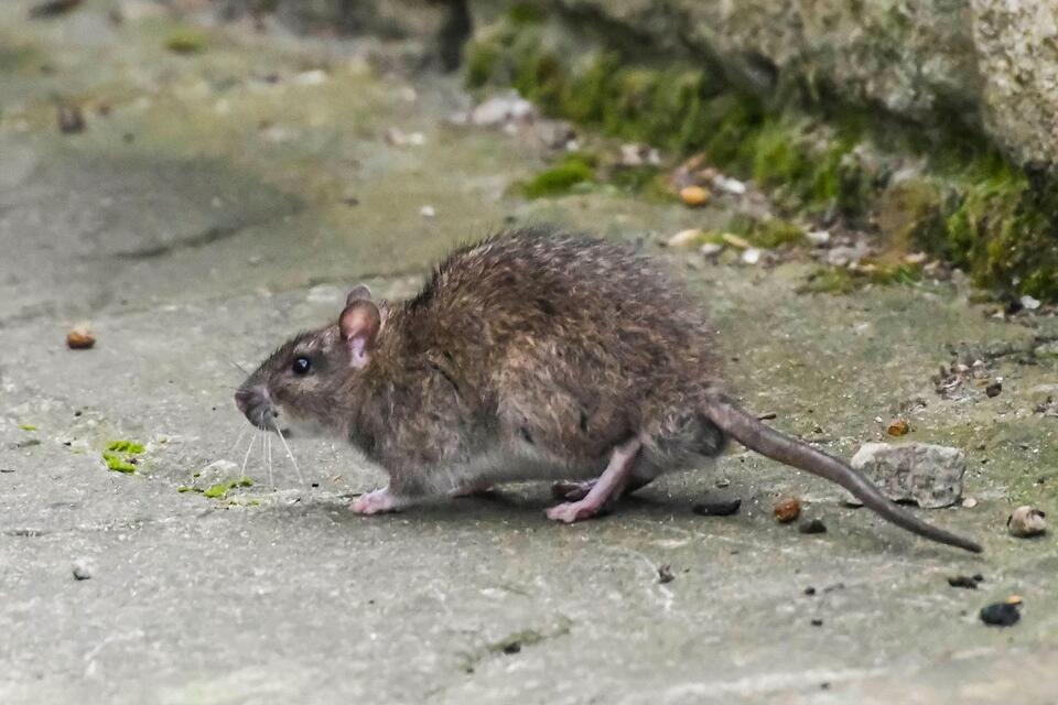 Plague in the US—Wait, That Still Happens?!