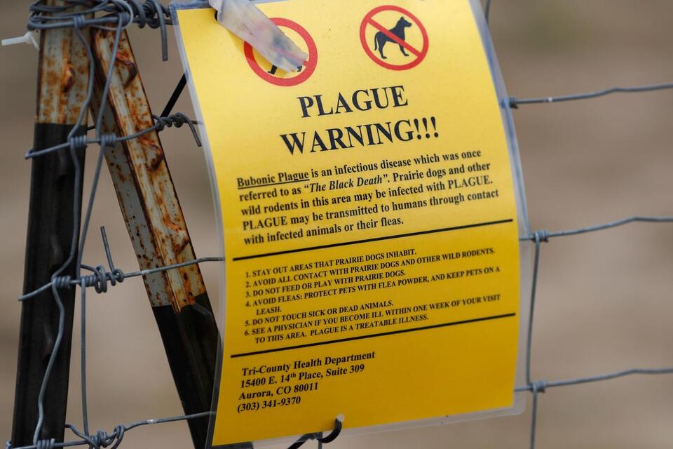 Plague in the US—Wait, That Still Happens?!