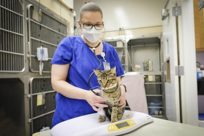 Cats Crack the Long COVID Code?!