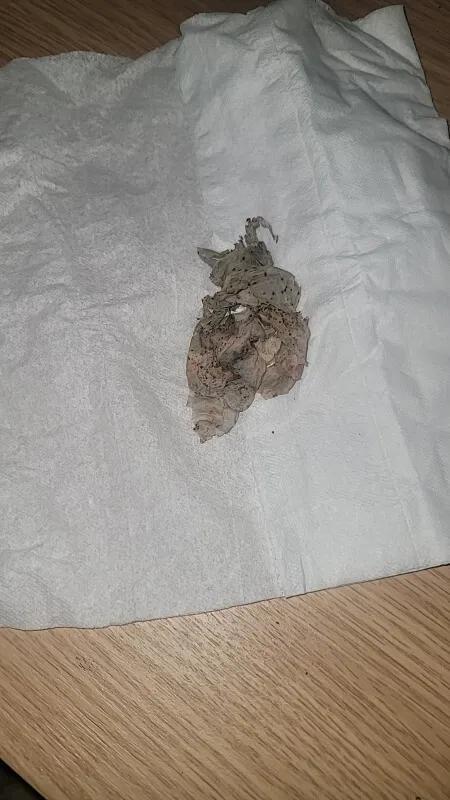 You Won’t Believe What Was in This Shein Box
