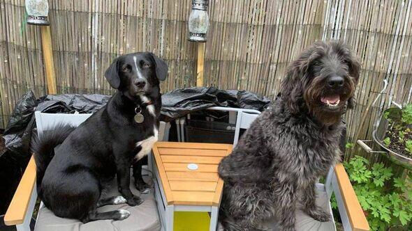 Why This Woman Didn’t Walk Her Dog for 9 Months