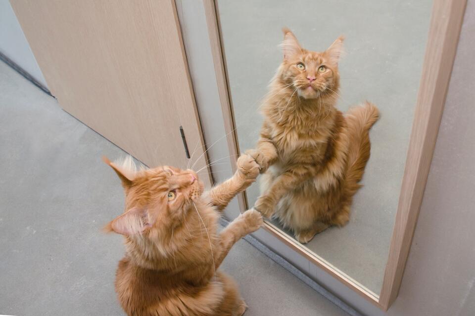 Maine Coon Kitten vs. Mirror: Epic Showdown