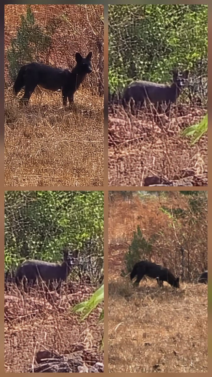Tourist Snaps Ultra-Rare Black Dhole!