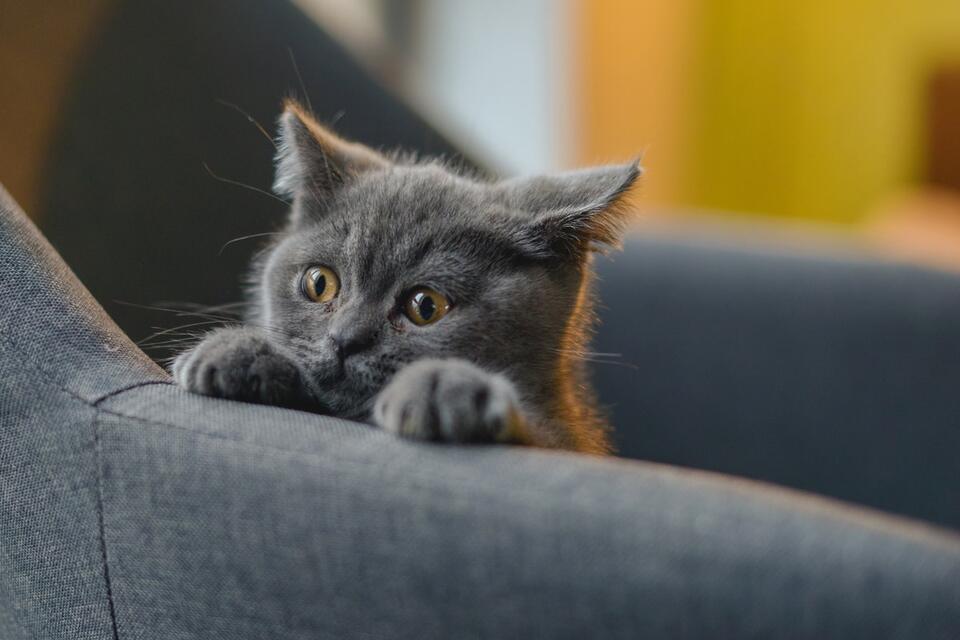 Kitten’s Bedtime Rant Is Pure Comedy Gold