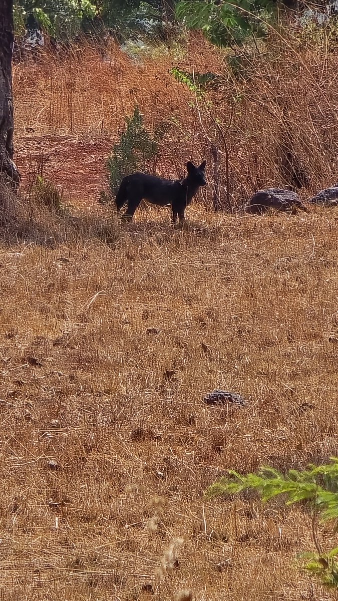 Tourist Snaps Ultra-Rare Black Dhole!