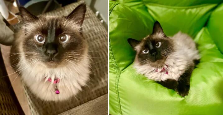 $20K Cat Neglected—You Won’t Believe Why