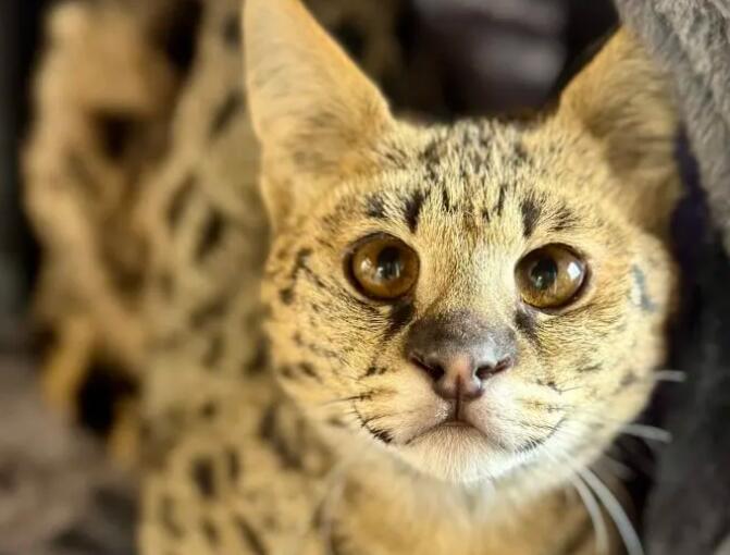 $20K Cat Neglected—You Won’t Believe Why