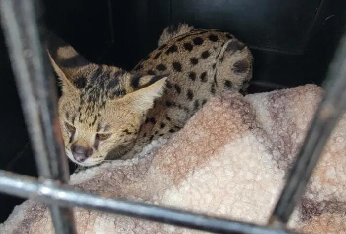 $20K Cat Neglected—You Won’t Believe Why