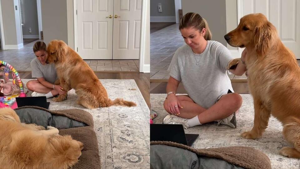 Golden Retriever Out-needs the Baby?!