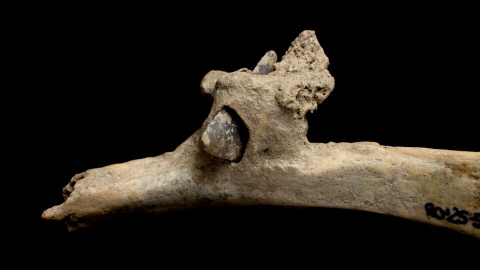 Ancient Arrowhead Drama in the Pyrenees