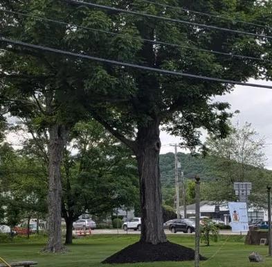 Mulch Volcanoes Are Tree Killers?!