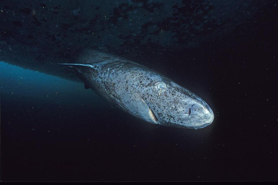 Greenland Sharks’ Secret Baby Hideout Revealed!