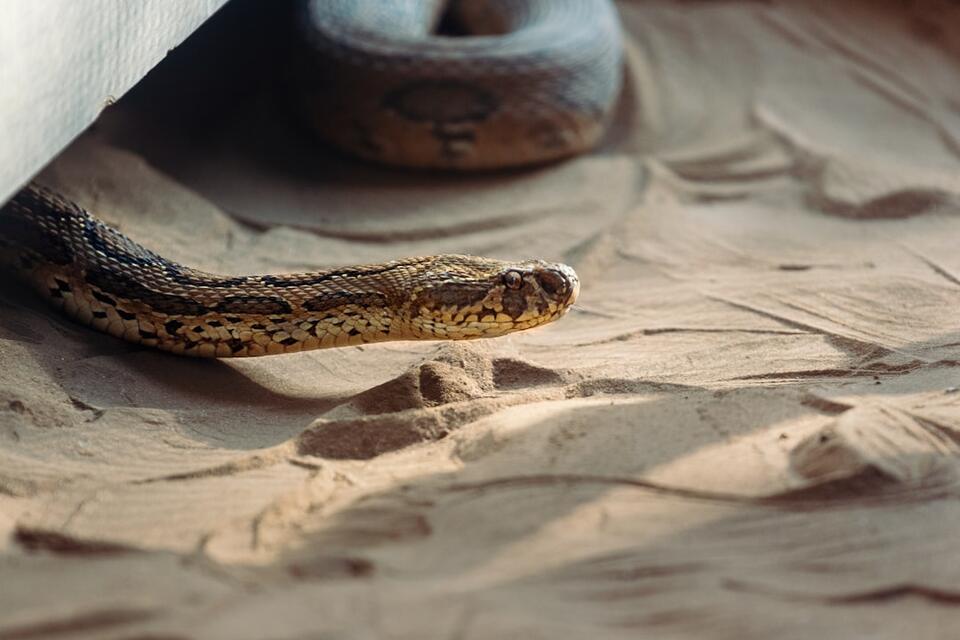 Animals Sense Danger Before We Do?!