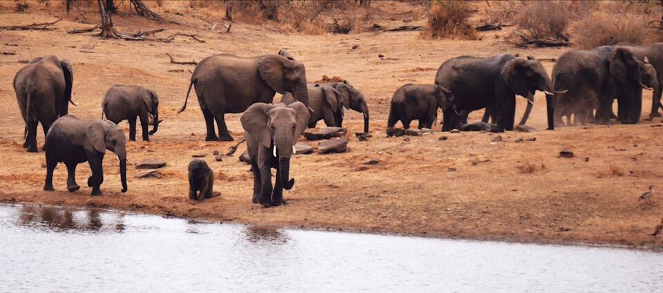 Animals Sense Danger Before We Do?!