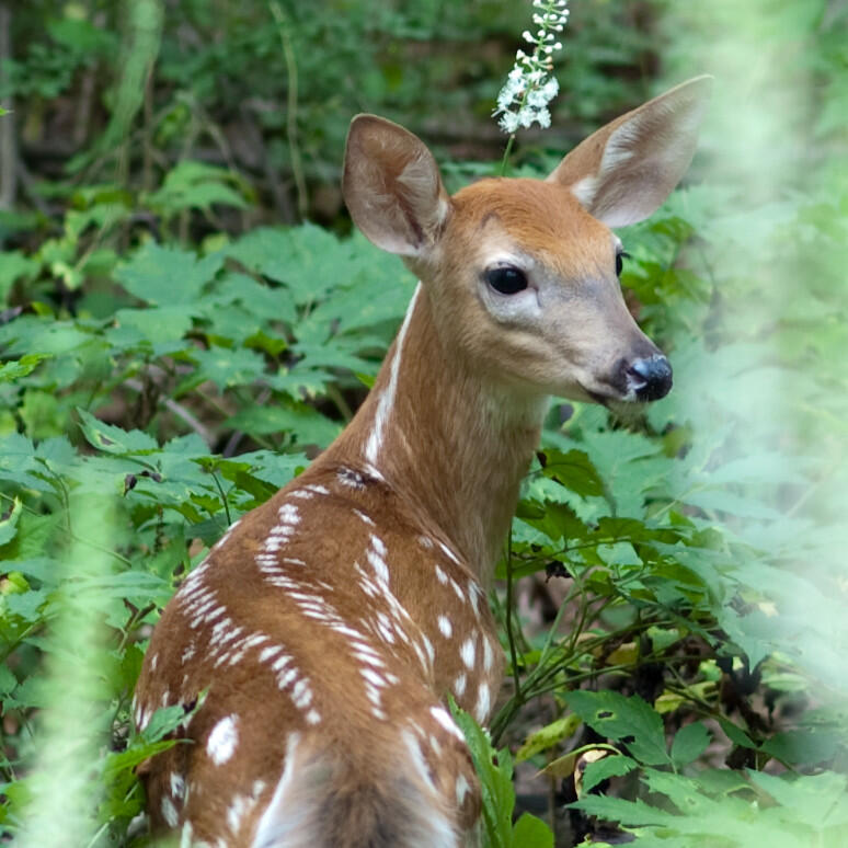 Animals Sense Danger Before We Do?!