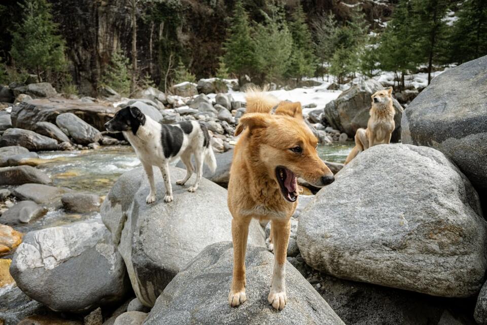 Animals Sense Danger Before We Do?!