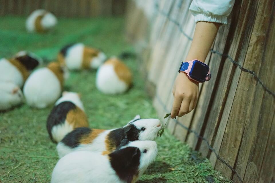 Animals Sense Danger Before We Do?!