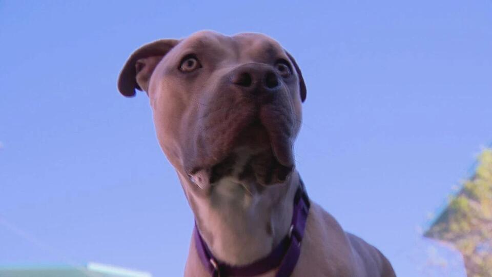 Adopt, Sip, or Snack—Help Vegas Pets!