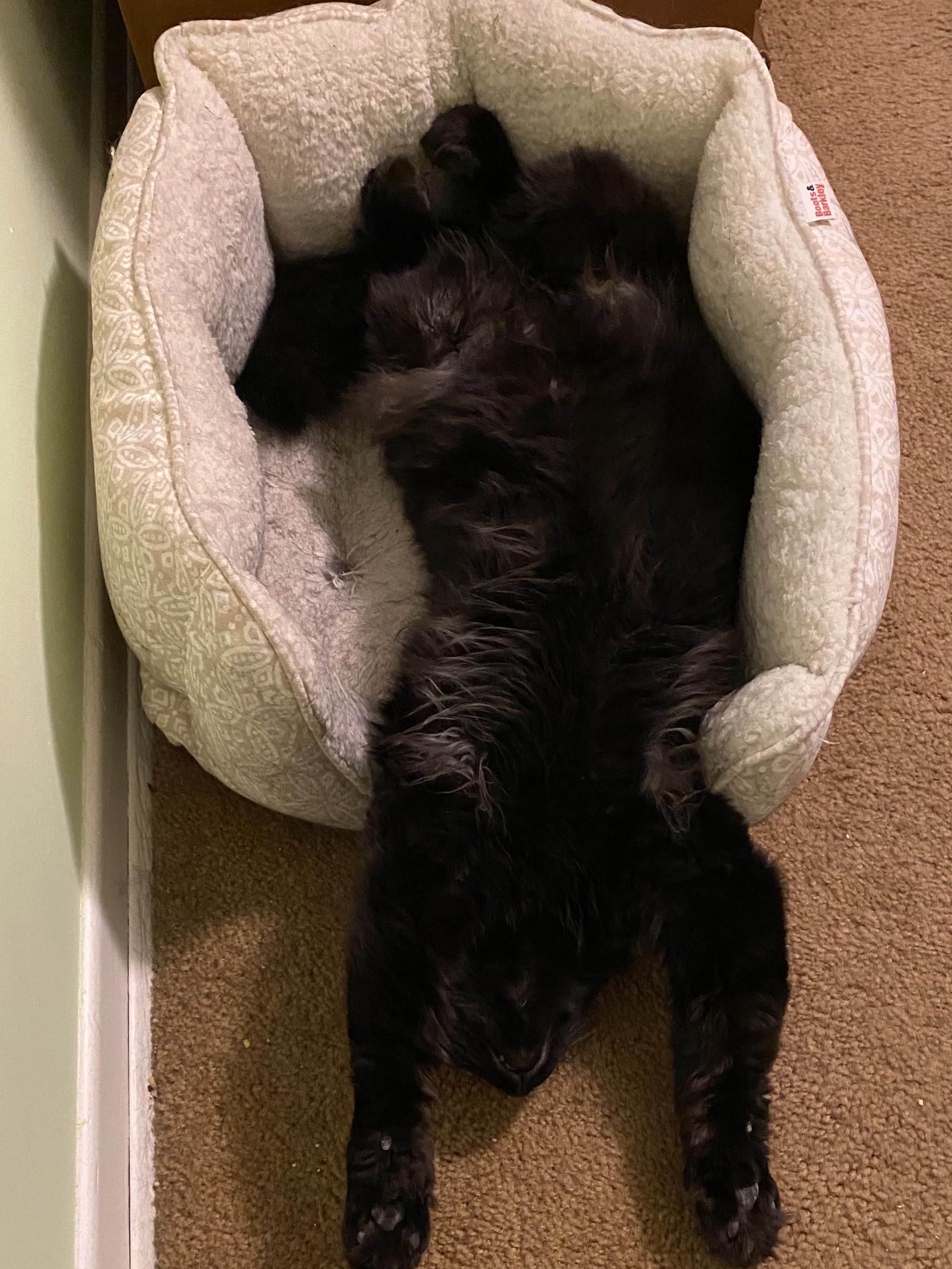 From Alley Menace to Couch King: Meet Loki