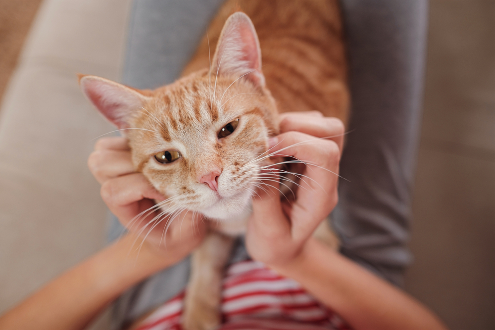 Why Does My Cat Crash My Movie Nights?