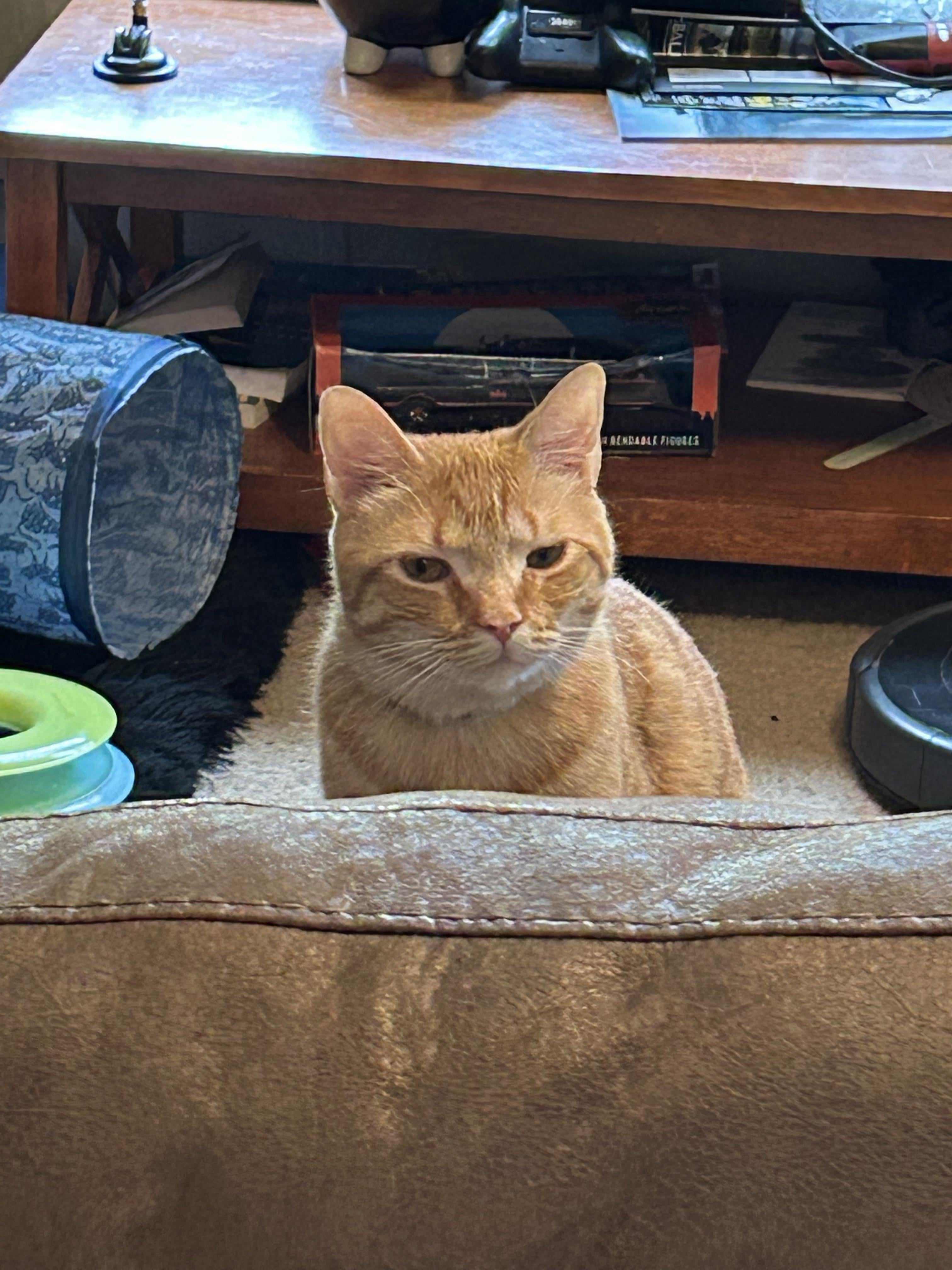 My cat judges my life choices daily