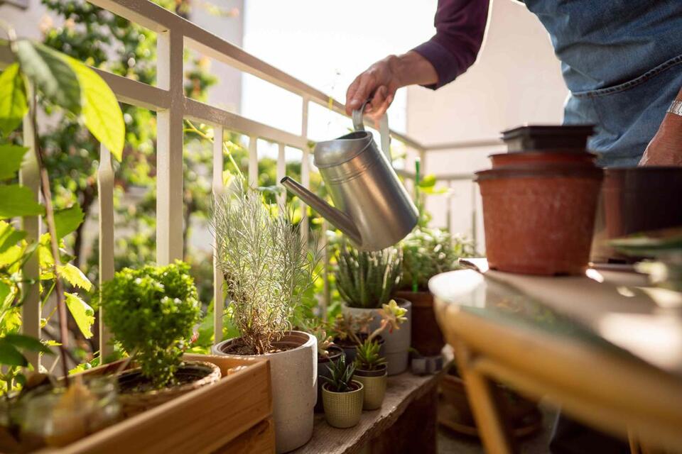 Patio Drama: Plant Water Wars!