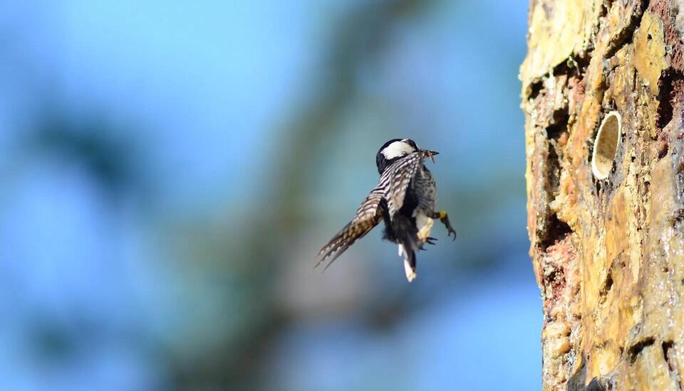 A Woodpecker Comeback After 50 Years!