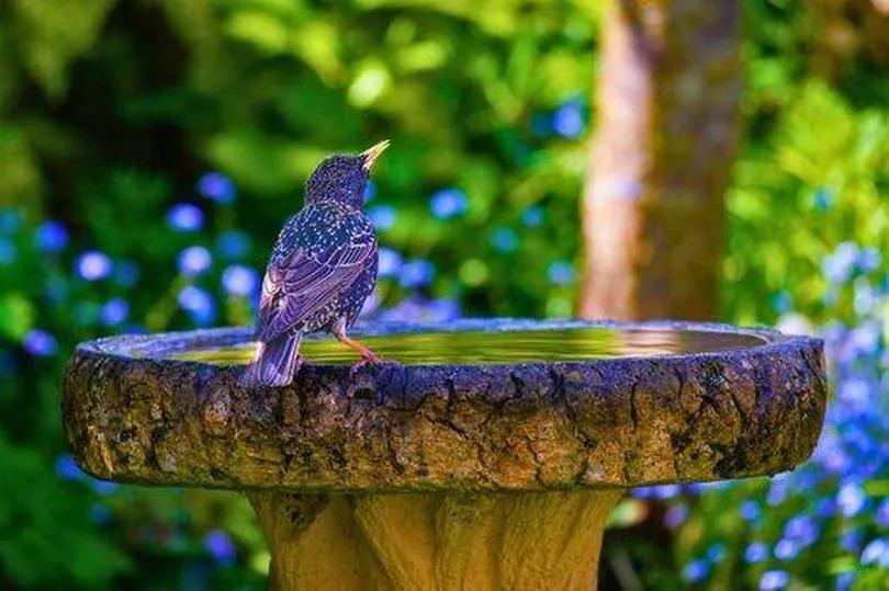 Why Your Birdbath Needs Shade ASAP