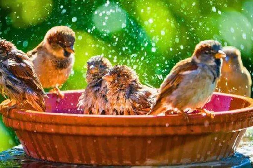 Why Your Birdbath Needs Shade ASAP