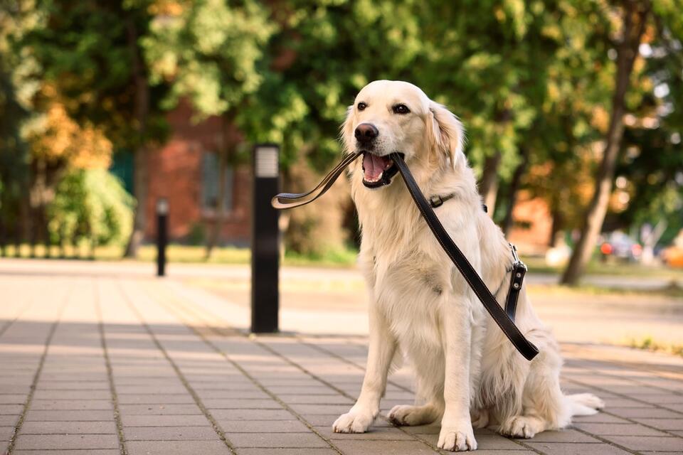 Golden Retriever Outsmarted by Dad’s Sneaky Move