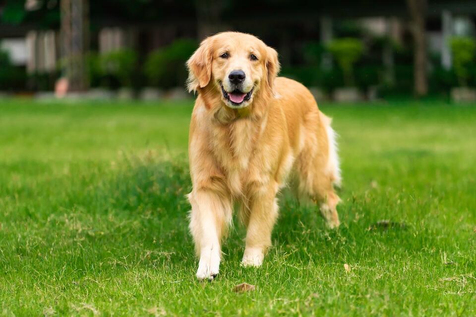 Golden Retriever Outsmarted by Dad’s Sneaky Move