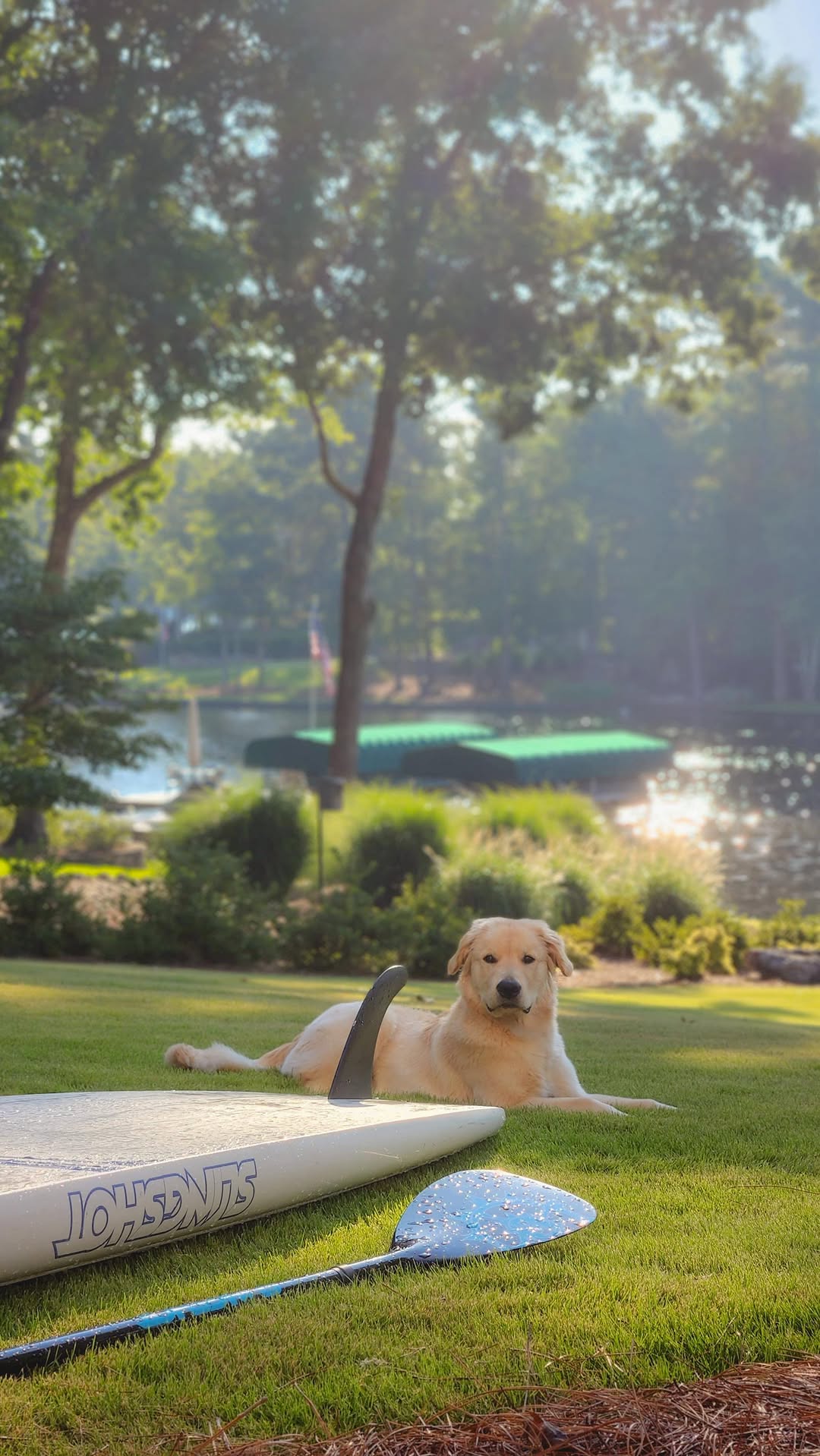 Golden Retriever Outsmarted by Dad’s Sneaky Move