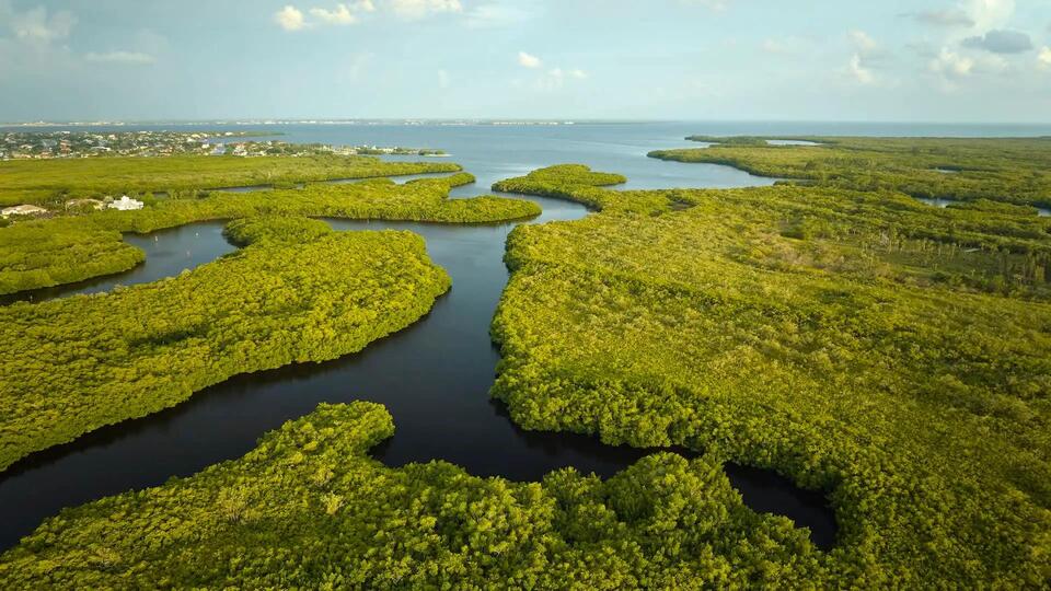 Everglades’ Wild Secret to Fighting Climate Change