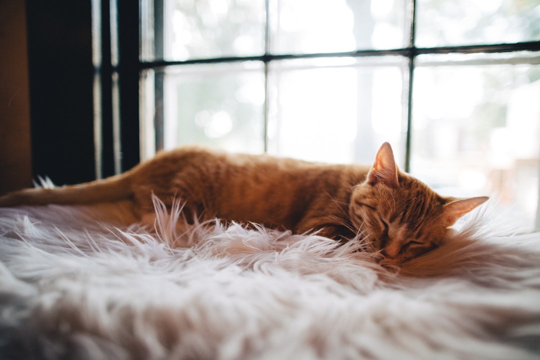 Should I shave my cat in the summer?