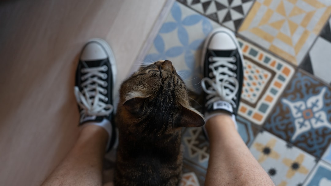 What happens when a kitten wears rain shoes 🐱‍👤 