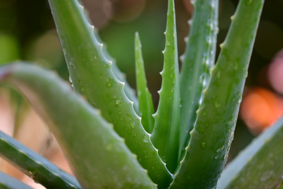 Today's talk on Aloe Vera!