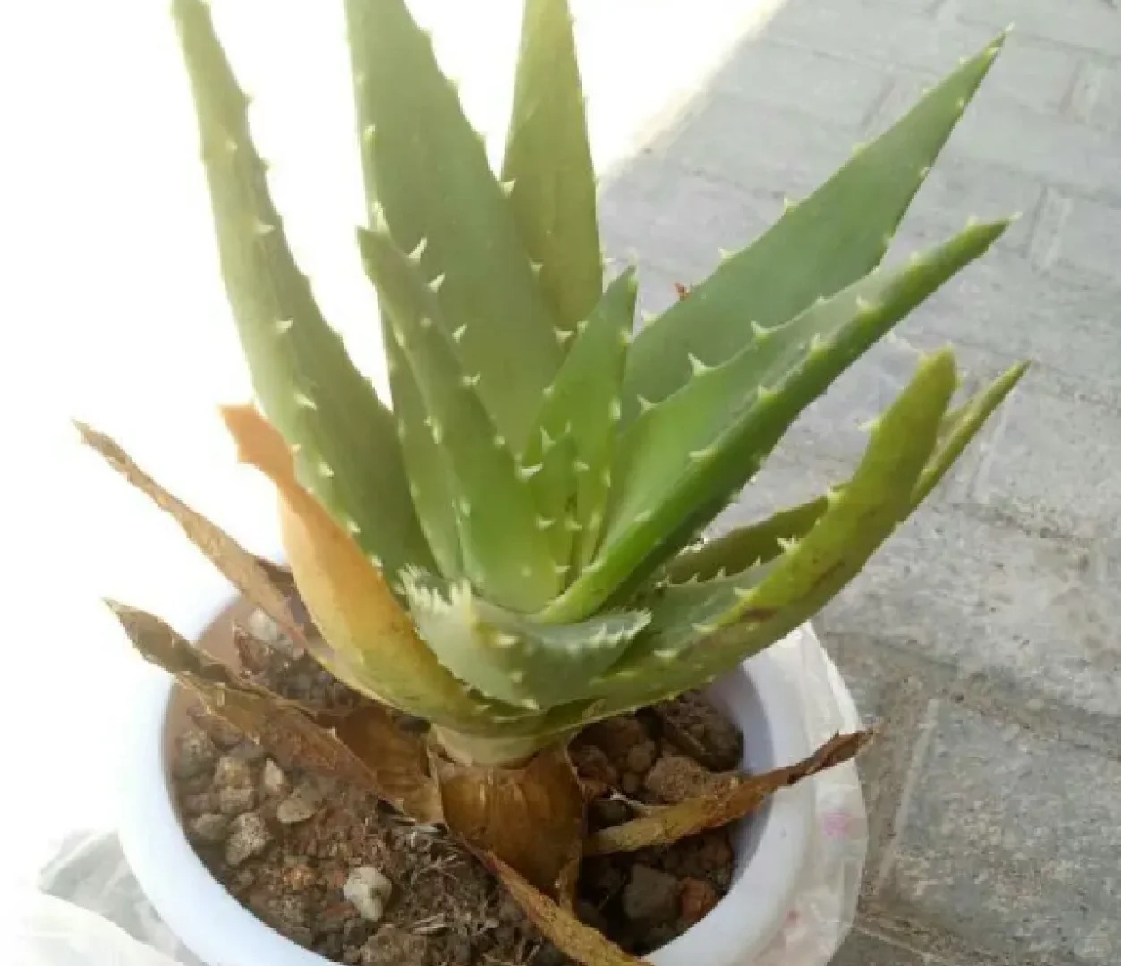 Can anyone save my aloe 