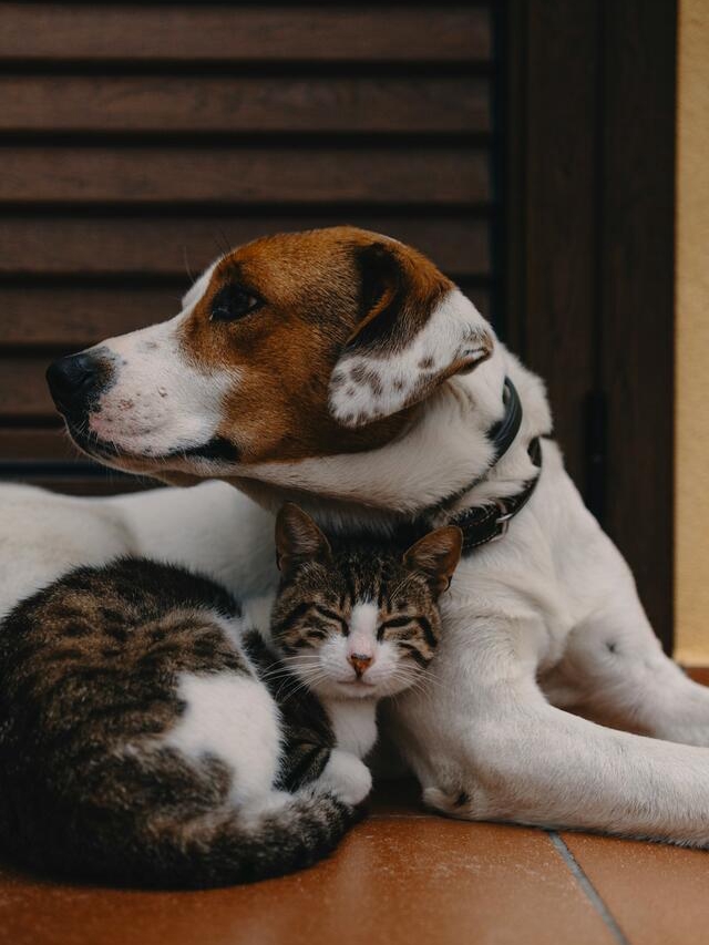 Animals Sense Danger Before We Do?!