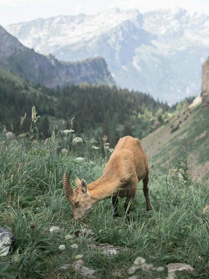 Animals Sense Danger Before We Do?!