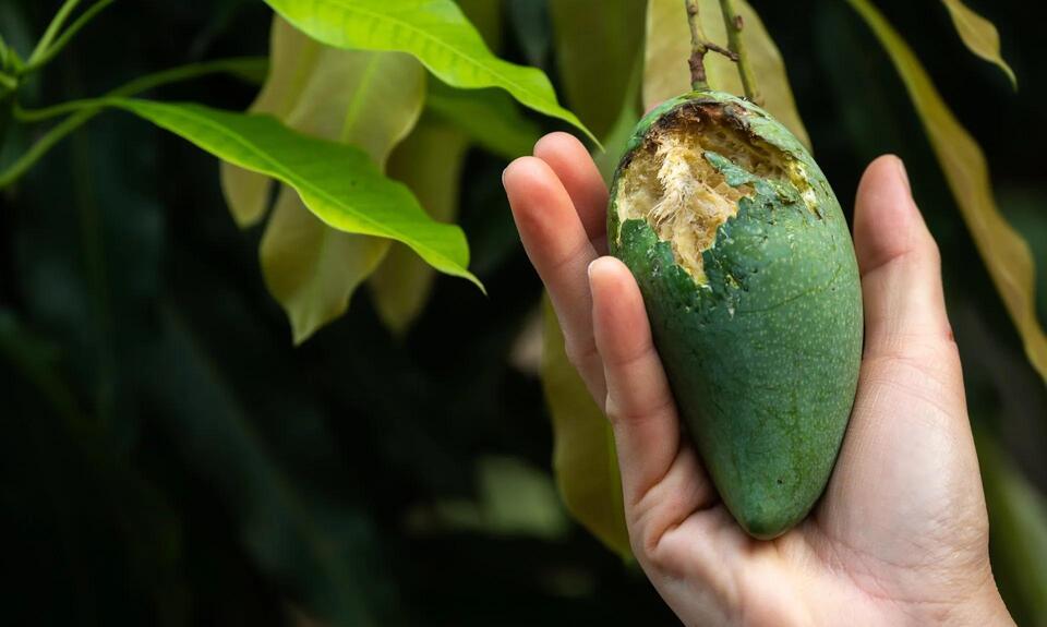 Why Mangoes Might Cost More This Year